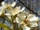 Bursting Flower Scent